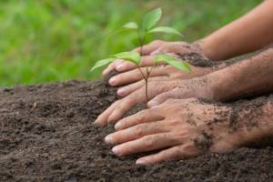 menanam pohon (Sumber : freepik)