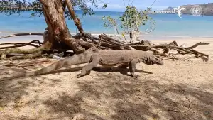 Ilustrasi hewan Komodo.