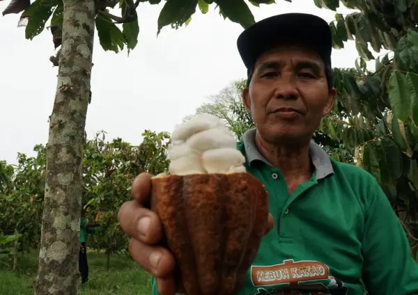 Keunikan Cita Rasa Coklat Khas Kampung Merasa Kalimantan Timur