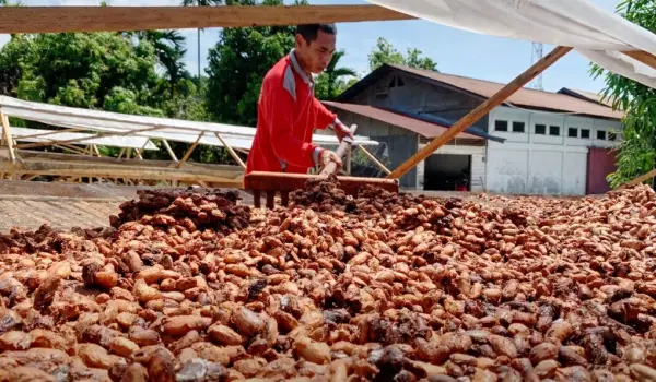 Kudeungoe Sugata Dapat Dana Hibah, Perkuat Rantai Pasok Kakao Berkelanjutan