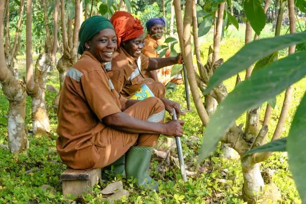 Socfin Bermitra dengan Koltiva untuk Tingkatkan Kepatuhan EUDR