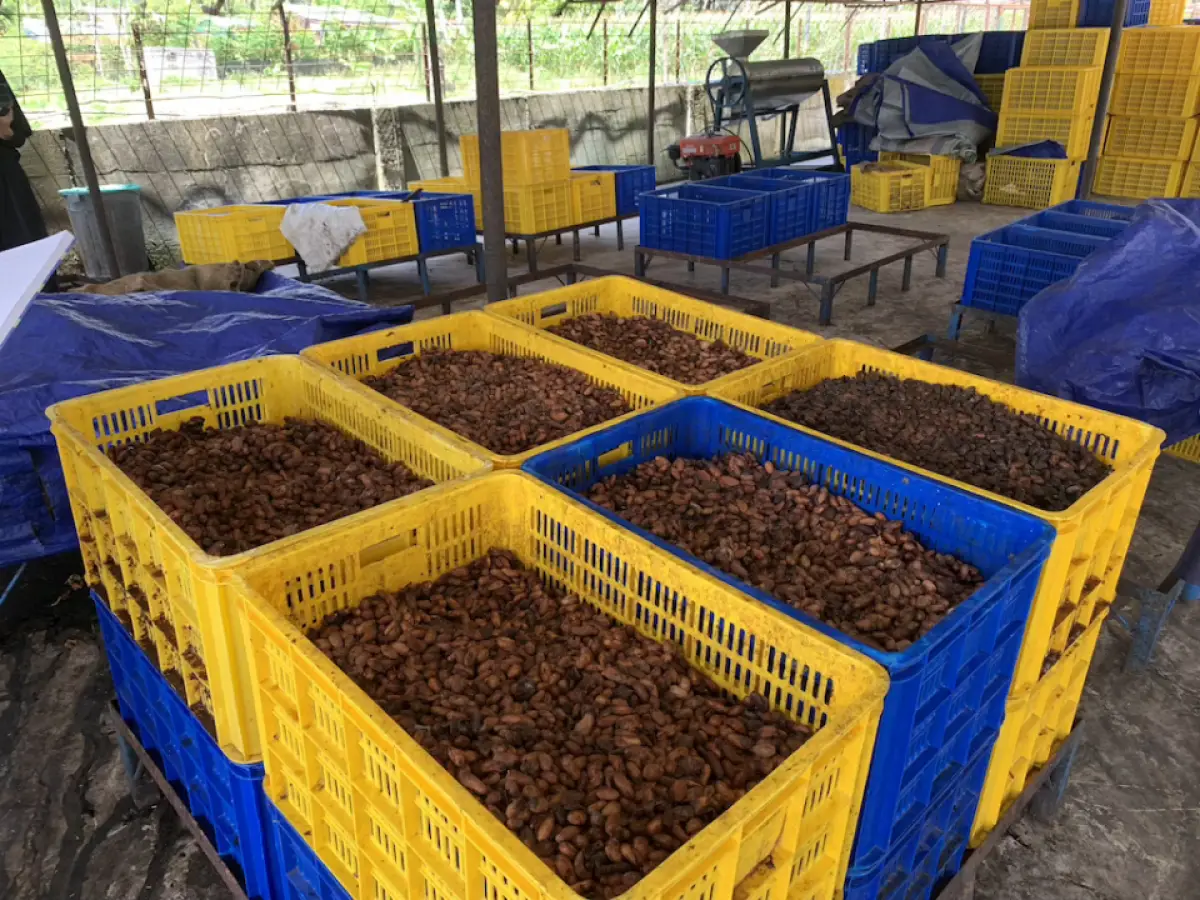 Ilustrasi biji kakao hasil panen Sugata. (Sumber: istimewa)