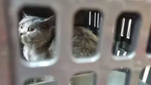 Ilustrasi pengiriman hewan peliharaan melalui KAI Logistik. (Sumber: KAI)